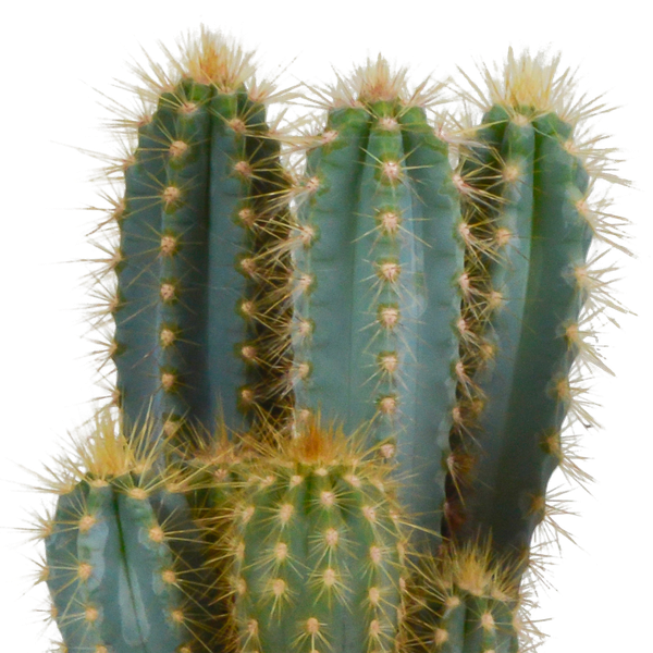 Pilosocereus azureus - 12cm - zonder pot