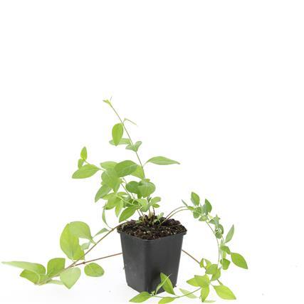 Vinca major 'Alba' - ↕10-25cm - Ø9cm - 60x