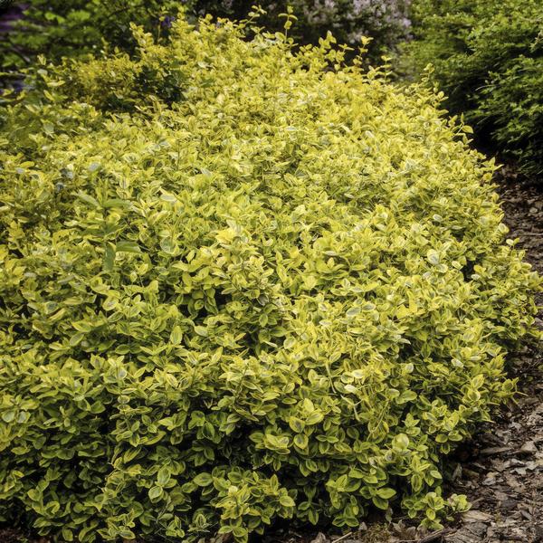 Euonymus fort. 'Emerald 'n Gold’ - ↕10-25cm - Ø9cm - 60x