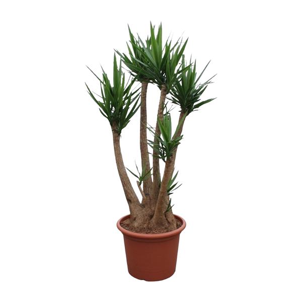 Yucca Elephantipes ramifié - 230 cm - ø60