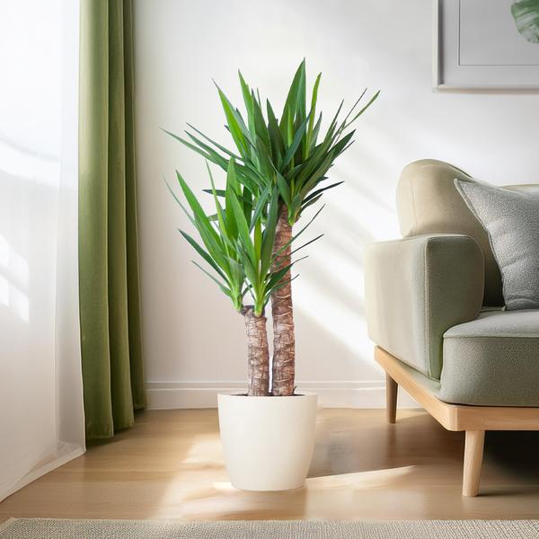 Yucca Elephantipes avec Viber blanc - 90cm - Ø21
