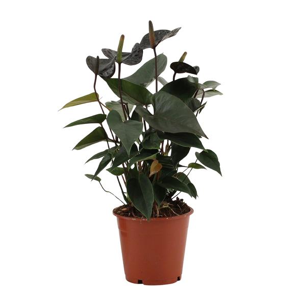 Anthurium Noir Amour Dans Pochette Transparente - Ø12cm - ↕36cm