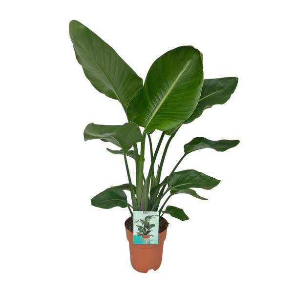 Strelitzia Nicolai - Plante Oiseau du Paradis - Ø19cm - ↕90cm