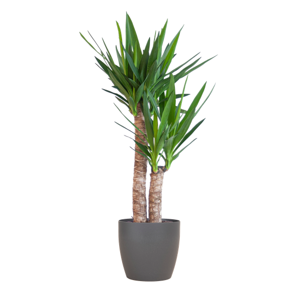 Yucca Elephantipes avec Viber noir - 90cm - Ø21