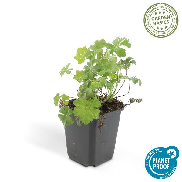Geranium cant. 'Biokovo' - ↕10-25cm - Ø9cm - 60x