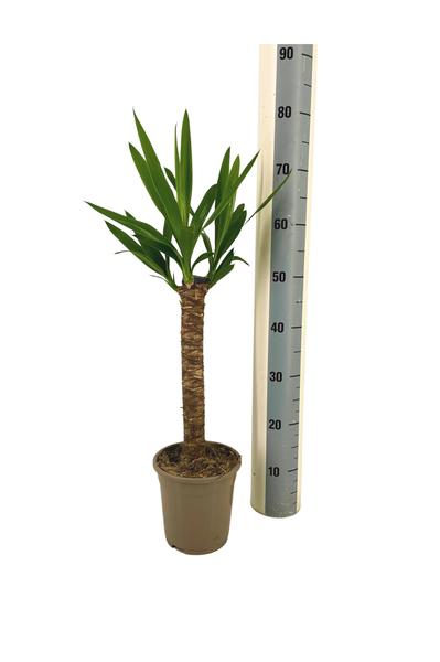 Yucca Elephantipes Ø17cm - ↕25cm