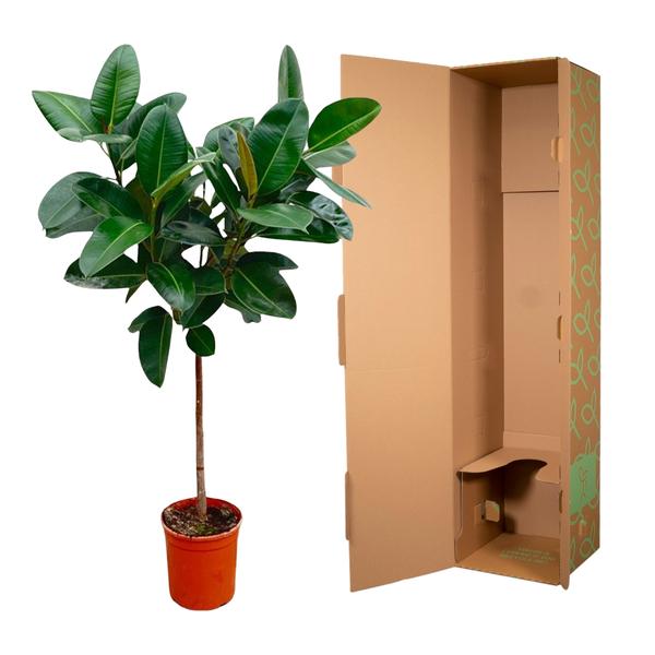 Ficus Elastica Robusta op stam - 110 cm - ø24