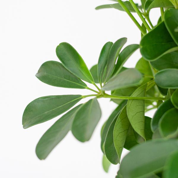 Schefflera Arabe Nora avec Panier Lisbonne blanc - 70cm - Ø21