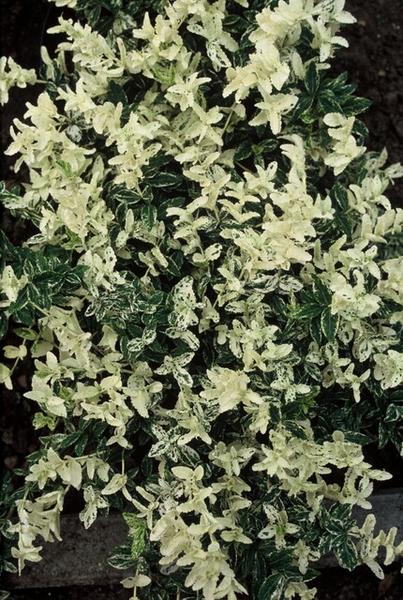 Forteresse d'Euonymus. 'Arlequin' - ↕10-25cm - Ø9cm - 40x