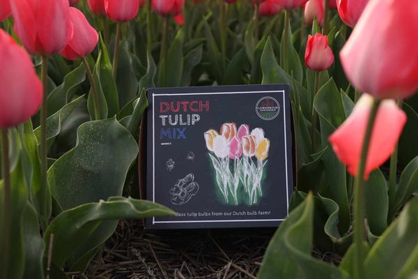Flowerbulbs Amsterdam - Mélange de tulipes hollandaises - Boîte de luxe moyenne, 40 bulbes de fleurs pour 1 m2 de splendeur florale - Taille 12+