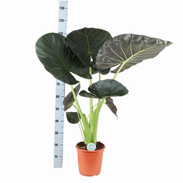Alocasia Regal Shield Ø24cm - ↕110cm en pot Boule BLANC