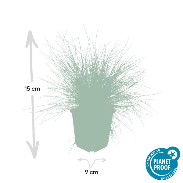 Festuca glauca 'Elijah Bleu' - ↕10-25cm - Ø9cm - 60x