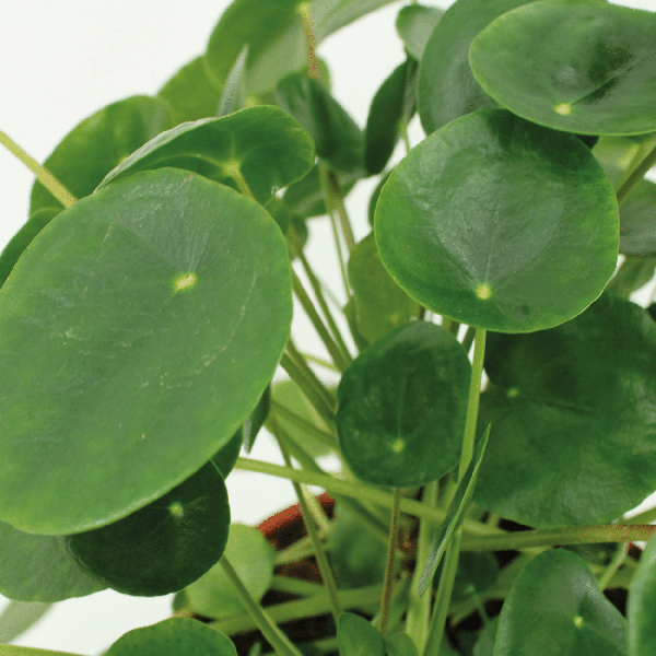 2x Pilea Peperomiodes - Plante à crêpes - 25cm - ø15