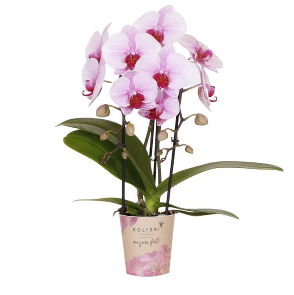 Orchidées colibris | Orchidée Phalaenopsis rose - Niagara Fall - taille du pot Ø9cm | plante d'intérieur à fleurs - fraîchement sortie du producteur