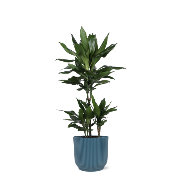 Dracaena Janet Lind Ø21cm - ↕90cm en pot Vibes BLEU