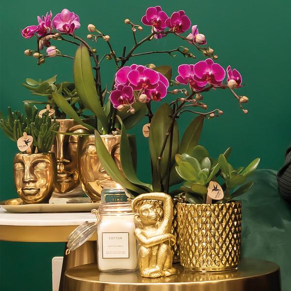 Orchidées colibris | Orchidée Phalaenopsis violette - Morelia + Pot décoratif diamant doré - taille du pot Ø9cm - 35cm haut | plante d'intérieur à fleurs - fraîchement sortie du producteur