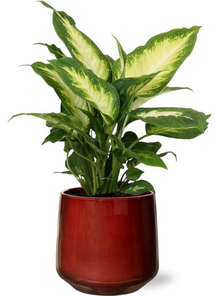 Dieffenbachia Camilla - Ø12cm - ↕35cm + Puglia Pot D13/14,5x13,5cm - Rood