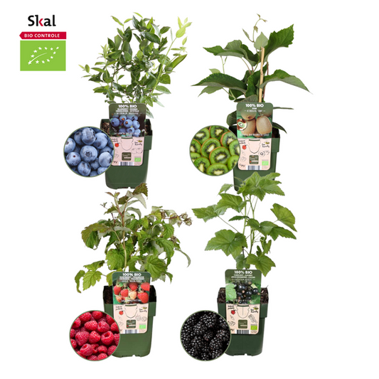 "Fruits d'été" BIO Mélange de plantes fruitières lot de 4 types différents