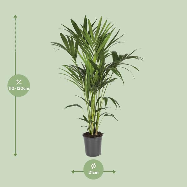 Howea Forsteriana - Ø21cm - ↕120cm