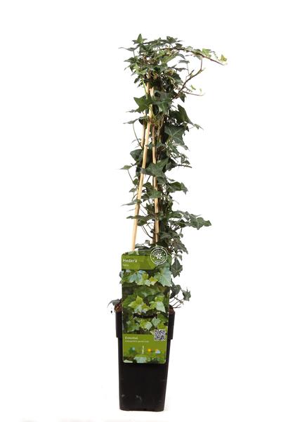 Hélice Hedera - Ø15cm - ↕65cm