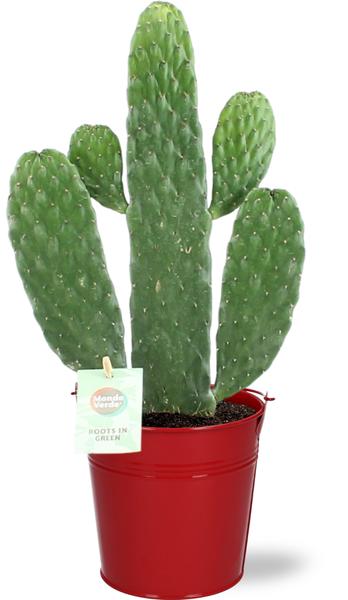 Opuntia Rubescens Consolea - Ø12cm - ↕35cm + Emmer D12,5x11,5cm - Rood