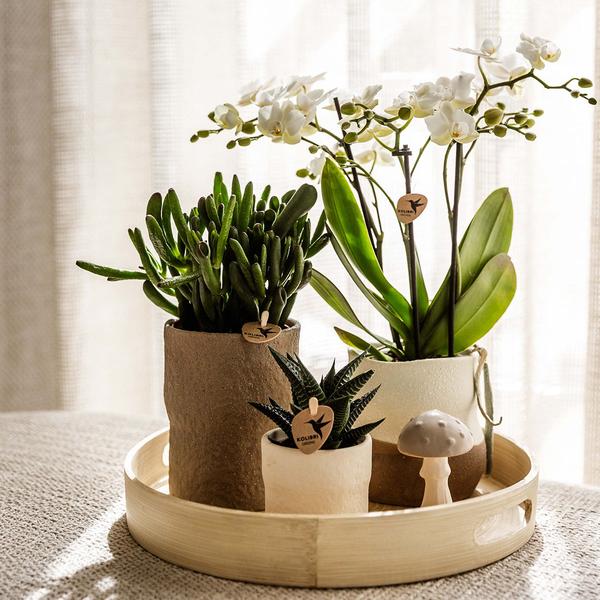 Compagnie des Colibris | Ensemble de plantes Slow Living | Orchidée Phalaenopsis blanche Lausanne et plantes succulentes avec pots décoratifs en céramique