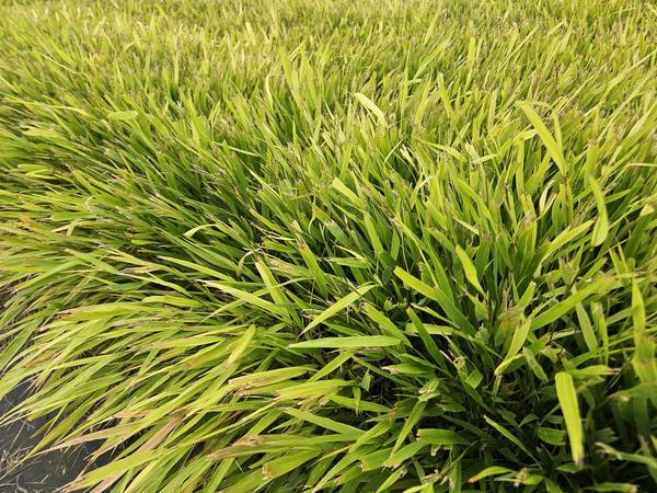 Hakonechloa macra - ↕10-25cm - Ø9cm - 60x