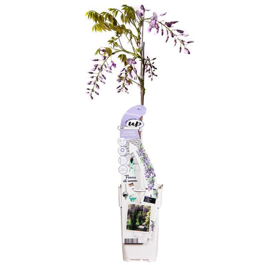 Wisteria sinensis Caroline - Pluie Pourpre - Ø15cm - ↕65cm