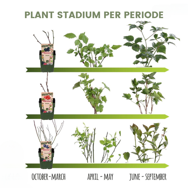 "Fruit oasis" BIO Mélange de plantes fruitières ensemble de 5 types différents