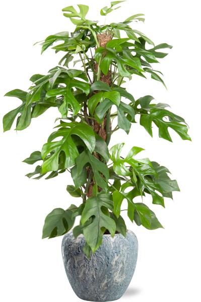 Monstera Minima - Ø19cm - ↕80cm + Doug Pot D20x18cm - Grijs Wit