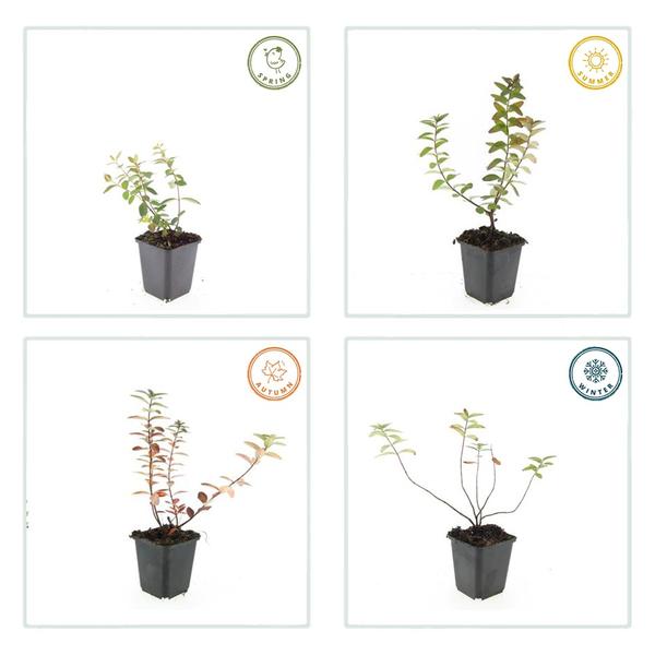 Hypericum dummeri 'Peter Dummer' - ↕10-25cm - Ø9cm - 60x