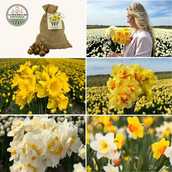 Flowerbulbs Amsterdam - Medium Narcissus Mix - Sachet de valeur durable, 50 bulbes de fleurs pour 1 m2 de splendeur florale - Taille 12/14
