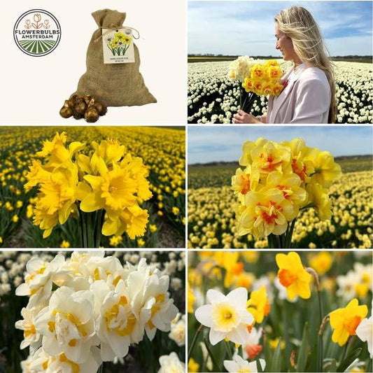 Flowerbulbs Amsterdam - Medium Narcissus Mix - Sachet de valeur durable, 50 bulbes de fleurs pour 1 m2 de splendeur florale - Taille 12/14