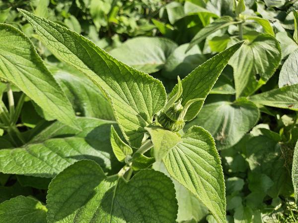 Phlomis russeliana - ↕10-25cm - Ø9cm - 60x