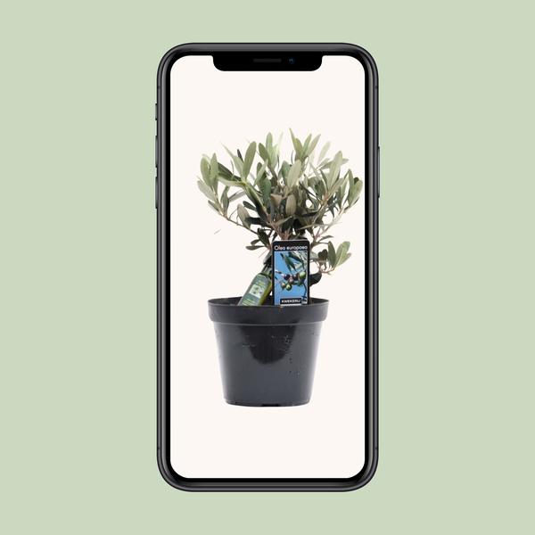 Olea Olijf - Ø13cm - ↕25cm