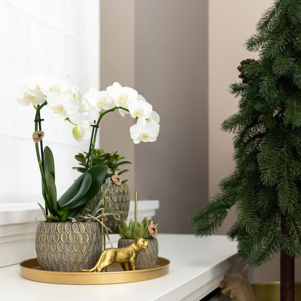 Maison Colibri | Ornement - Décoration dorée Jaguar