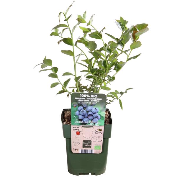 Vaccinium corymbosum 'Reka' - Blauwe bes - Ø13cm - ↕45cm