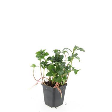 Pachysandra term. 'Green Sheen' - ↕10-25cm - Ø9cm - 60x