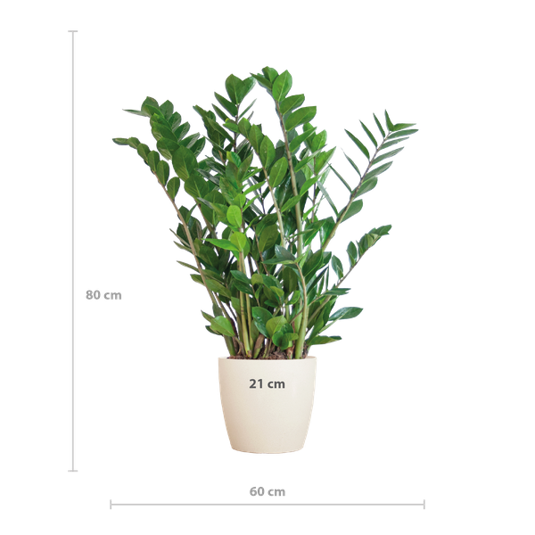 Zamioculcas Zamiifolia avec Viber blanc - 80cm - Ø21
