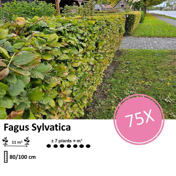 Fagus sylvatica - Racine nue - 80/100 - 75x