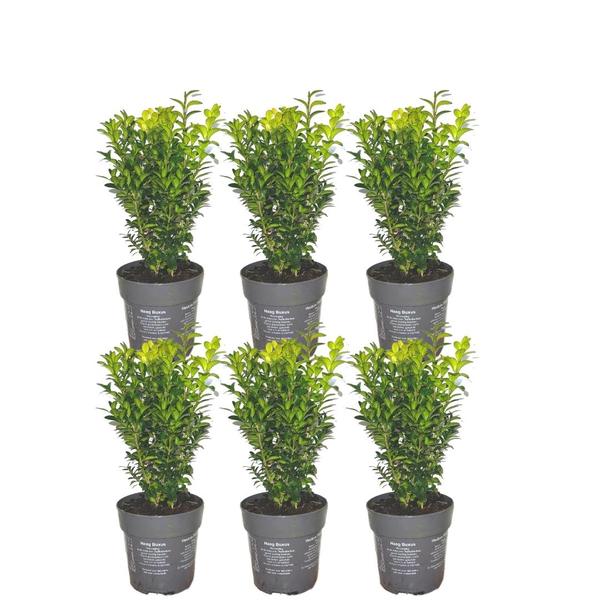 Haie de Buxus Sempervirens 1 mètre - ↨ 20 cm - 6 x Ø 12 cm