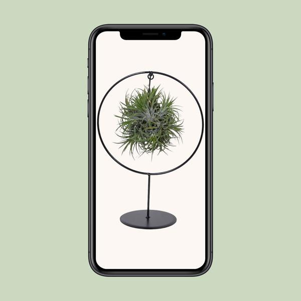 Tillandsia Ring Mix - Ø15cm - ↕35cm