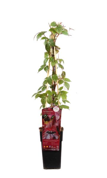 Parthenocissus tricuspidata 'Veitch Boskoop' - Ø15cm - ↕65cm