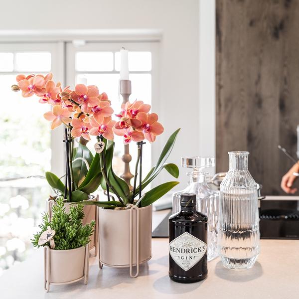 Kolibri Orchids | COMBI DEAL van 2 oranje Phalaenopsis orchideeën - Bolzano - potmaat Ø9cm bloeiende kamerplant - vers van de kweker