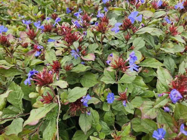 Ceratostigma plumbaginoides - ↕10-25cm - Ø9cm - 60x