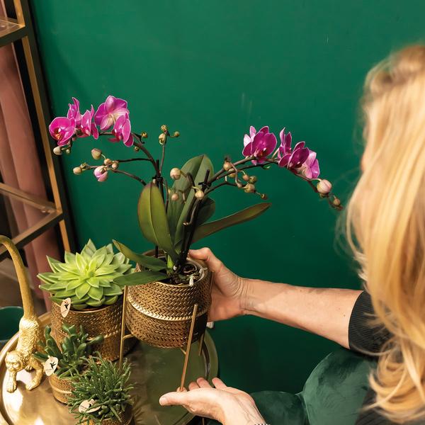Orchidées colibris | Orchidée phalaenopsis violette - Morelia + Groove pot décoratif doré - taille du pot Ø9cm - 35cm haut | plante d'intérieur à fleurs - fraîchement sortie du producteur