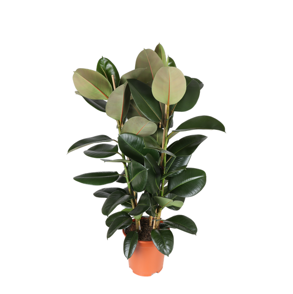 Ficus Elastica Robusta Ø27cm - ↕115cm