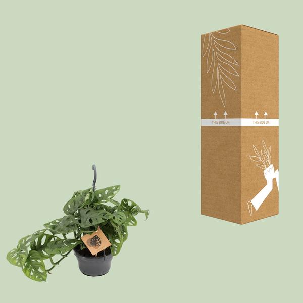 Singe Monstera - Ø14cm - ↕30cm