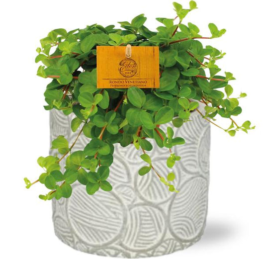 Peperomia Rotundifolia - Ø11cm - ↕15cm + Stone Pot Circles D12x10cm - Wit