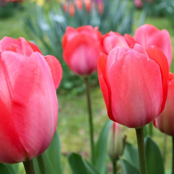 Bulbes à fleurs Amsterdam - Van Eijk - 15 bulbes à fleurs - Taille 12+